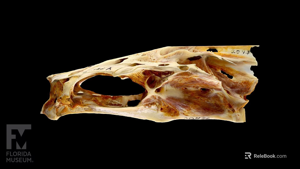 Detailed Animal Skull Skeleton With Natural Bone Structure And Texture 3d model 