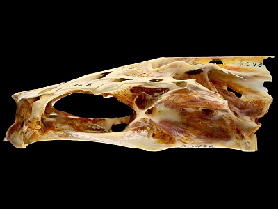 Detailed Animal Skull Skeleton With Natural Bone Structure And Texture 3d model