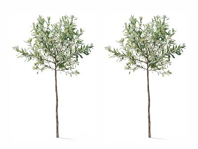 Two Olive Trees with Slender Trunks and Lush Green Foliage on White Background 3d model