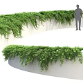 Lush Green Vines Hanging On Curved White Wall For Outdoor Landscape Design
