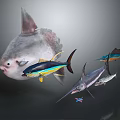 Marine Animals Including Large Ocean Sunfish Colorful Tuna And Sailfish Swimming Together