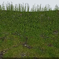 Tall Green Plants With Lush Leaves Growing In Grassland Soil And Small Stones