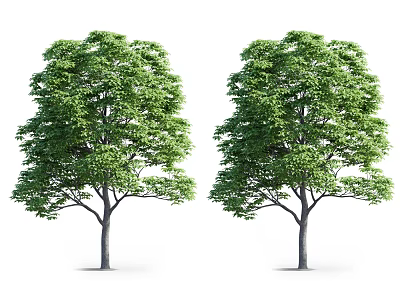 Two Isolated Green Arbor Trees With Lush Foliage And Strong Trunks 3d model