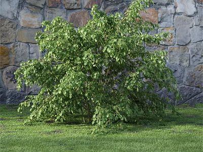 Lush Green Shrub Growing In Front Of Stone Wall On Green Grass Area 3d model