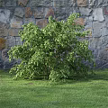 Lush Green Shrub Growing In Front Of Stone Wall On Green Grass Area