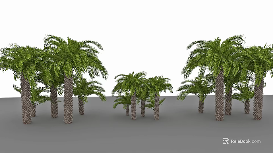 Tall and Short Palm Trees With Green Fronds on Gray Ground and White Background 3d model 