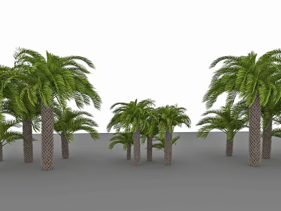 Tall and Short Palm Trees With Green Fronds on Gray Ground and White Background 3d model