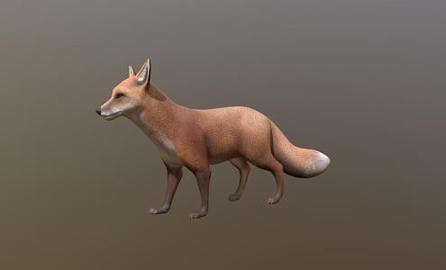 Fox 3d model