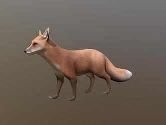 Fox 3d model