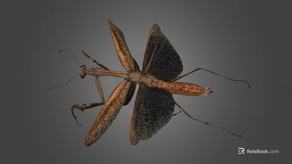 Detailed Brown Mantis with Spread Wings and Slender Legs on Gray Background 3d model 