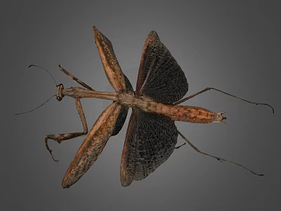 Detailed Brown Mantis with Spread Wings and Slender Legs on Gray Background 3d model