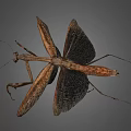 Detailed Brown Mantis with Spread Wings and Slender Legs on Gray Background