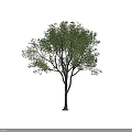 Healthy Deciduous Tree With Tall Trunk Lush Green Foliage And Spreading Branches