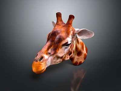 Detailed Giraffe Head With Brown Spots And Horns On Dark Background 3d model