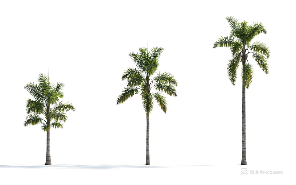 Three Palm Trees of Different Sizes Isolated on White Background 3d model