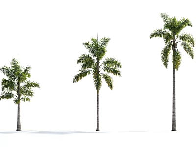 Three Palm Trees of Different Sizes Isolated on White Background 3d model