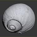 Aquatic Animal Shell With White Spiral Shape And Textured Surface