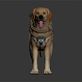 Yellow Labrador Retriever Wearing Tactical Harness with Green Light Equipment