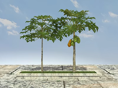 Papaya Trees With Lush Green Foliage And Ripe Fruits On Stone Paved Ground 3d model