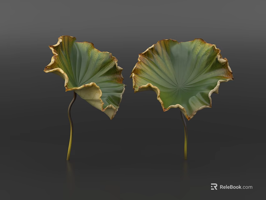 Green Aquatic Plants Lotus Leaves With Yellow Brown Edges And Slender Stems 3d model 
