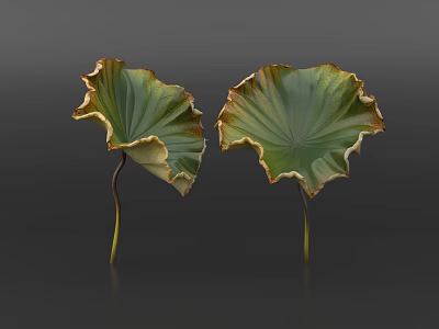 Green Aquatic Plants Lotus Leaves With Yellow Brown Edges And Slender Stems 3d model