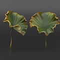 Green Aquatic Plants Lotus Leaves With Yellow Brown Edges And Slender Stems