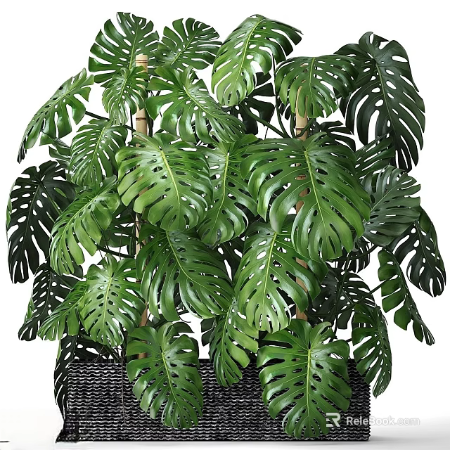 Lush Monstera Potted Plant With Large Green Fenestrated Leaves For Indoor Home Decor 3d model 