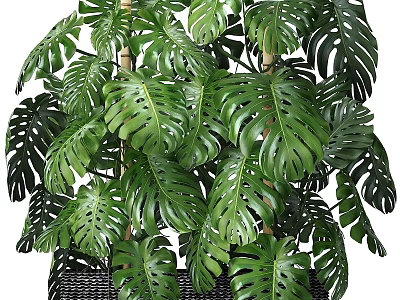 Lush Monstera Potted Plant With Large Green Fenestrated Leaves For Indoor Home Decor 3d model