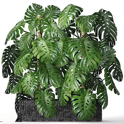 Lush Monstera Potted Plant With Large Green Fenestrated Leaves For Indoor Home Decor 3d model