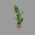 Decorative Potted Plant With Large Green Leaves In Rustic Brown Pot