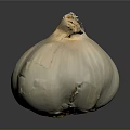 Fresh White Garlic Bulb With Natural Texture On Dark Background And Reflection
