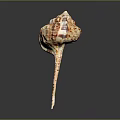 Conch Shell With Red And White Patterns And Long Pointed Tail Isolated On Dark Background