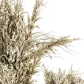 Stylish Minimalist Natural Dried Flowers Decorative Ornament Set with Black Vases