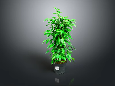 Lush Green Potted Plant With Dense Foliage In Black Plastic Pot 3d model