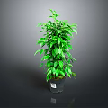 Lush Green Potted Plant With Dense Foliage In Black Plastic Pot