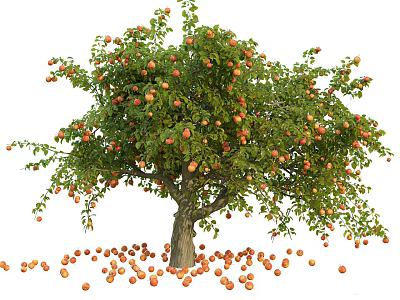 Apple Tree with Abundant Ripe Fruits on Branches and Fallen Apples Scattered Around Trunk 3d model