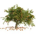 Apple Tree with Abundant Ripe Fruits on Branches and Fallen Apples Scattered Around Trunk
