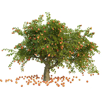Apple Tree with Abundant Ripe Fruits on Branches and Fallen Apples Scattered Around Trunk 3d model