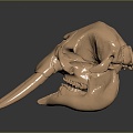 Modern Skull Elephant Skull Elephant Skull Bone Animal Bone 3d model