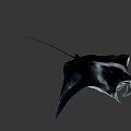 White Manta Ray With Black Spots Swimming In Deep Blue Ocean