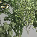 Decorative Indoor Potted Plants With Various Green Foliage And Dark Ceramic Pots