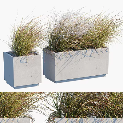 Gray Rectangular Concrete Planters With Herbaceous Plants Slender Leaves And Small White Flowers 3d model