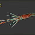 Modern squid Humboldt squid firefly squid firefly squid firefly squid 3d model