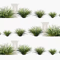 Various Sizes of Green Leafy Shrubs for Garden Landscaping Design Projects