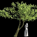 Green Leafy Tree With Forked Trunk And White Dress Female Statue On Black Background
