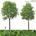 Decorative Ornament Set Featuring Two Green Trees And Natural Landscape Elements 3d model
