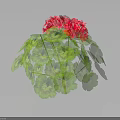 Vibrant Geranium Plant With Lush Green Leaves And Bright Red Flowers In Hemispherical Growth
