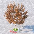 Camphor Tree With Orange Leaves Standing On Square Gray Pavement Near Person And Street Lamp