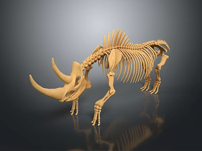 3D Rhinoceros Skeleton Model With Long Vertebrae Two Horns On Black Background With Reflection 3d model