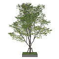 Landscape tree, arbor, courtyard tree, street tree, tree pool 3d model